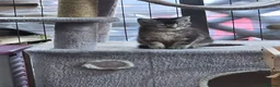 Mixed Breed cats for sale: Female kittens available  in Walsall - Advert 8