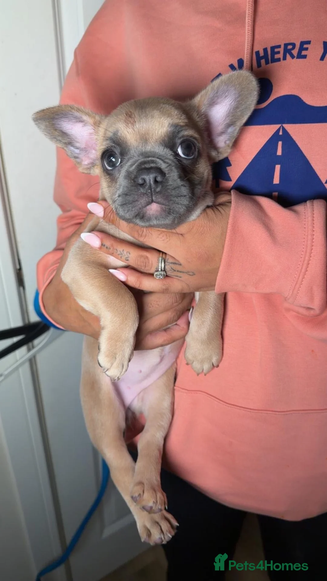French Bulldog dogs for sale: 1 princess Frenchbulldog pup ready 4 forever home in Banbury - Advert 2