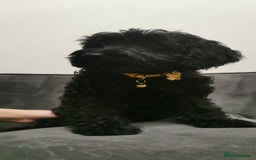 Cockapoo dogs for sale: Cockapoo puppies ready to leave now!! - Image 8