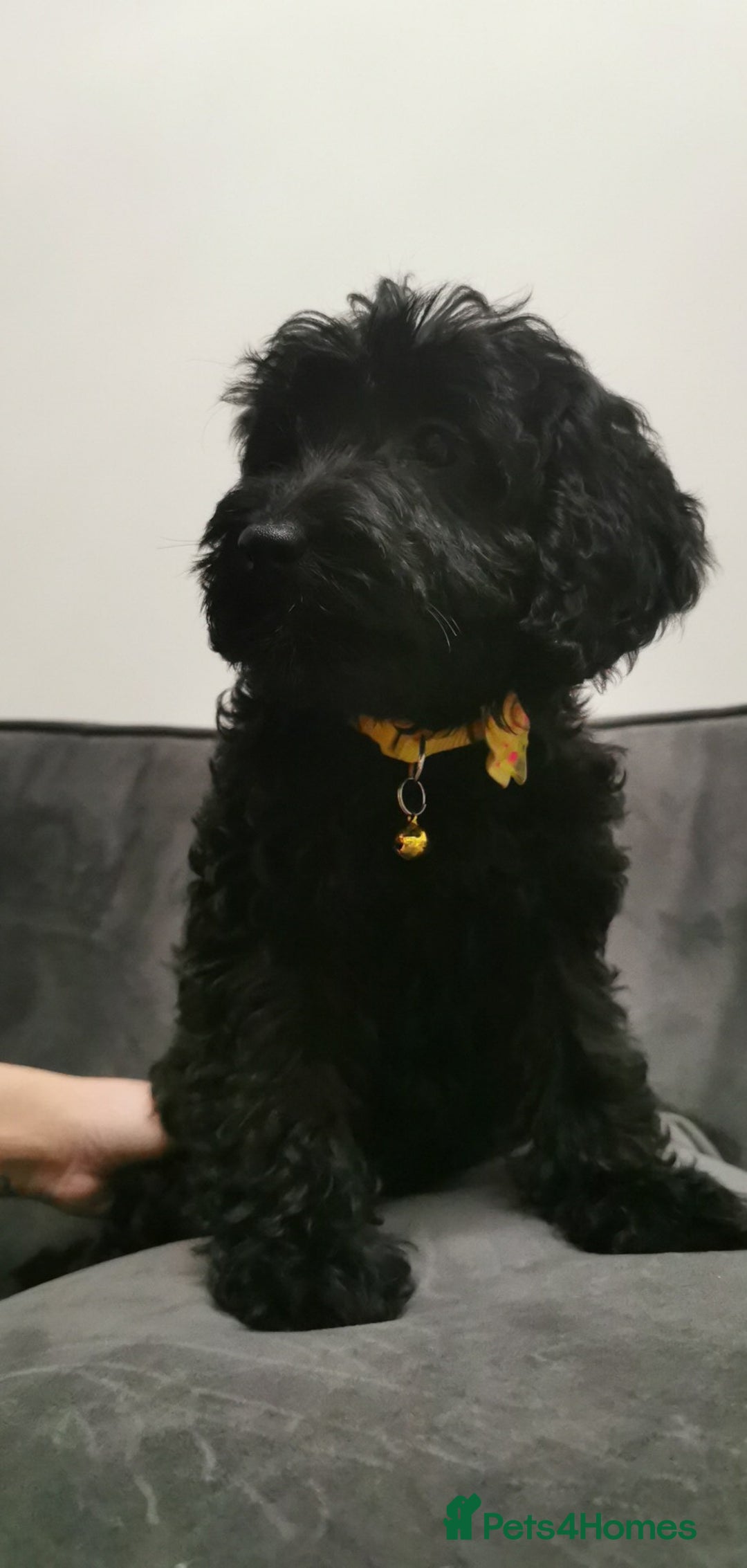 Cockapoo dogs for sale: Cockapoo puppies ready to leave now!! - Image 8