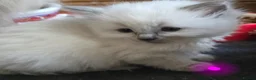Ragdoll cats for sale: Ragdoll kittens in Perth - Advert 4