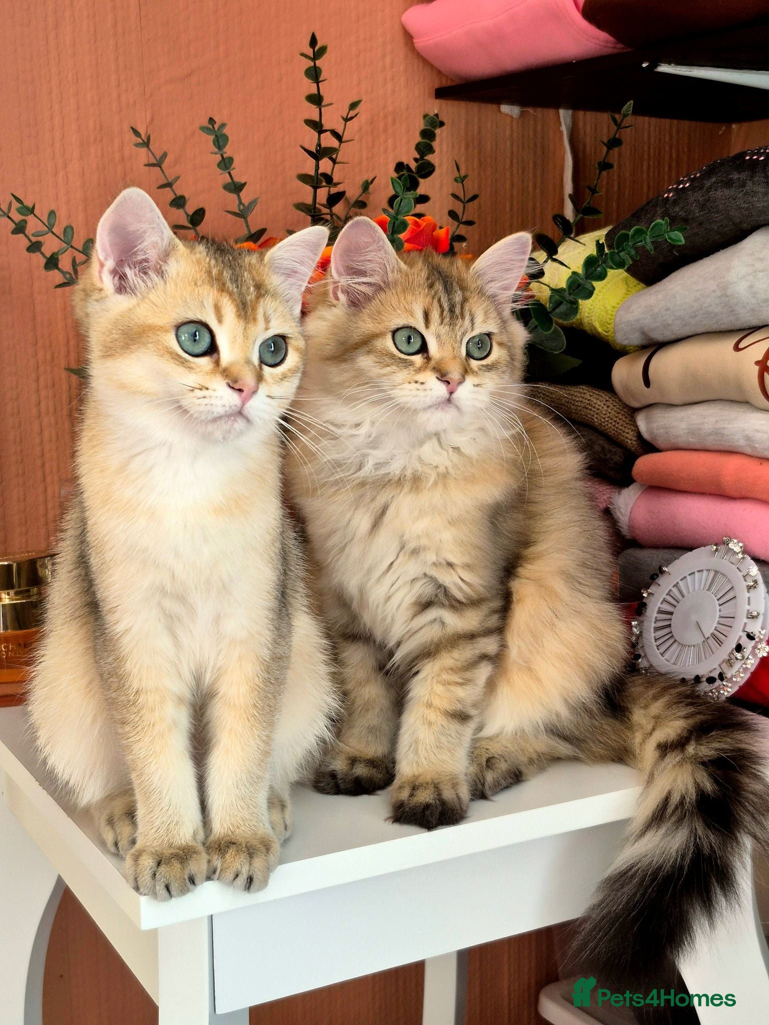 British Longhair cats British Longhair/Shorthair black golden shaded  - Advert 2