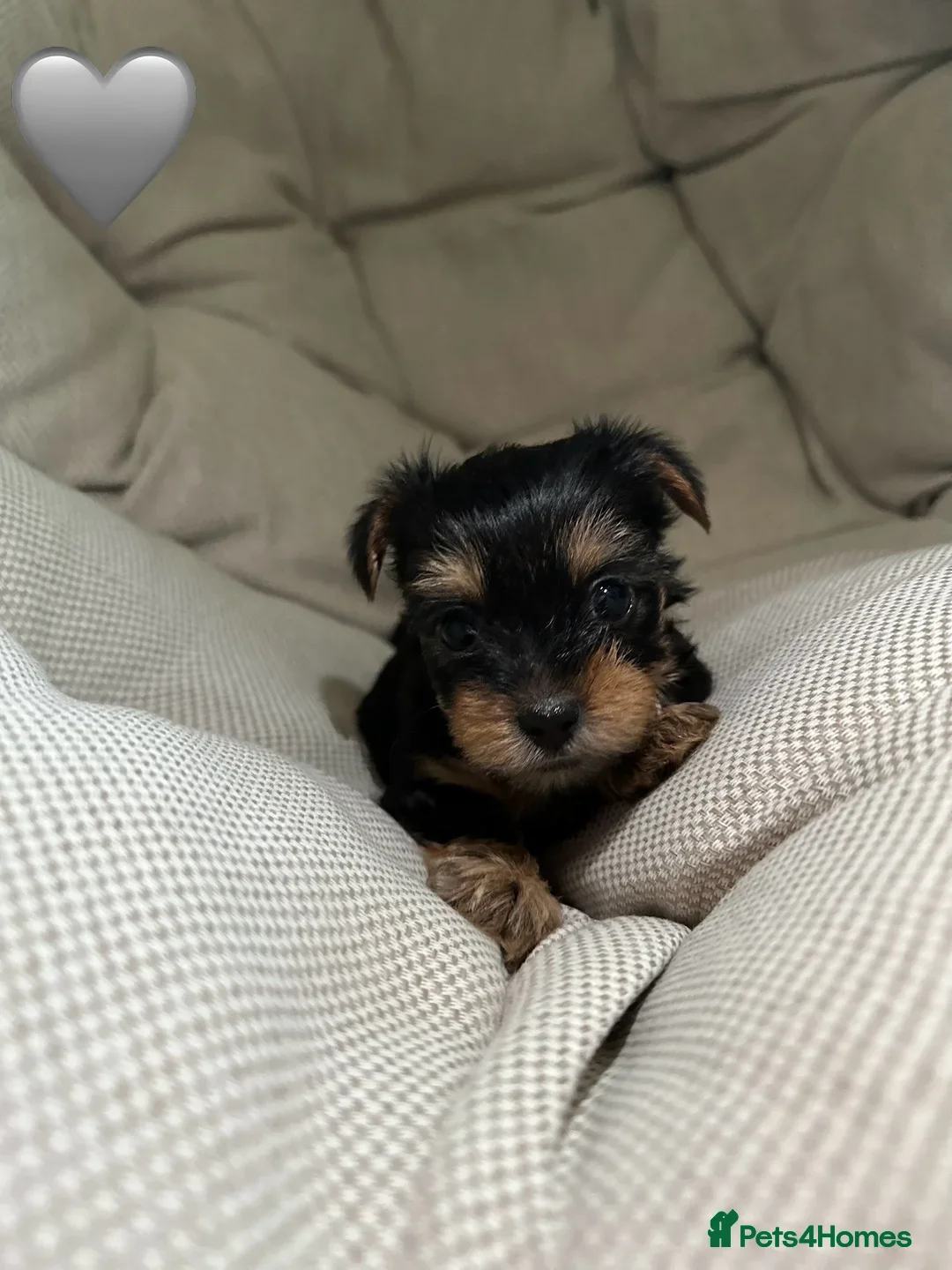 Yorkshire Terrier dogs for sale: Little Yorkshire Terrier  - Advert 3