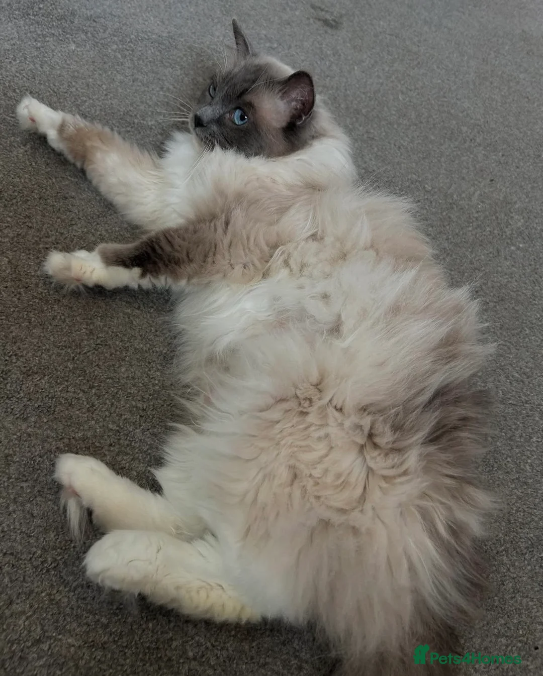 Ragdoll cats for sale: GCCF registers adult blue mitted female - Advert 2