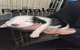 Mixed Breed dogs for sale: 6 spaniel, beagle, jack Russell cross for sale  - Image 8