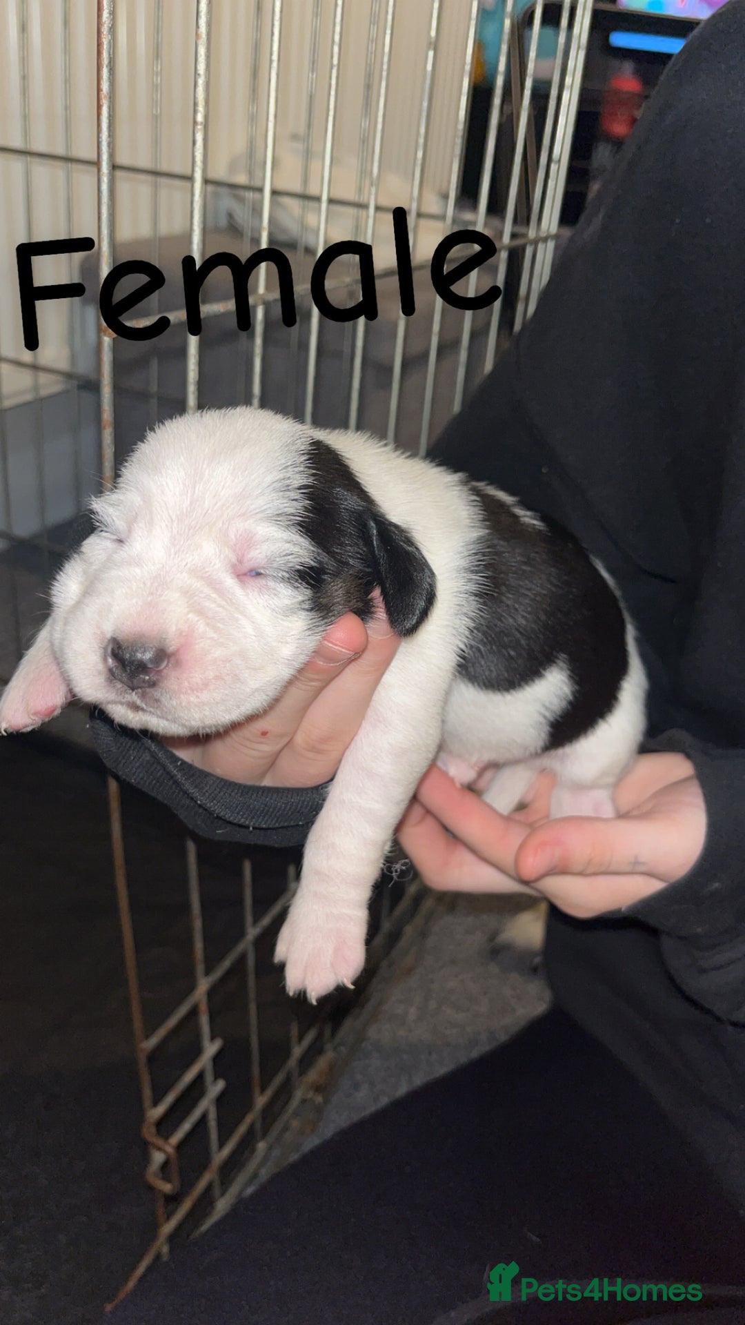 Mixed Breed dogs for sale: 6 spaniel, beagle, jack Russell cross for sale  - Image 8