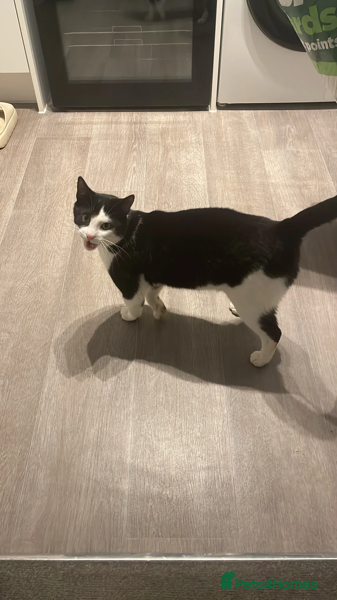 American Shorthair cats for sale: Two cats available  - Advert 3