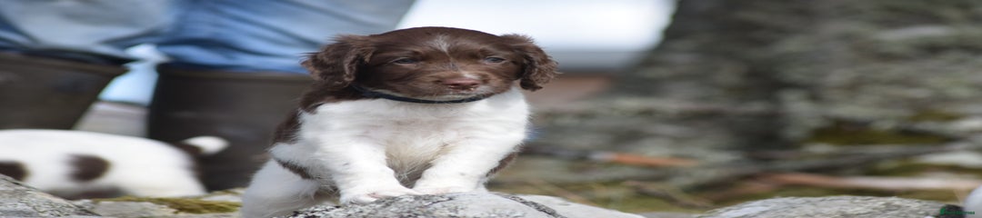 English Springer Spaniel Puppy 4