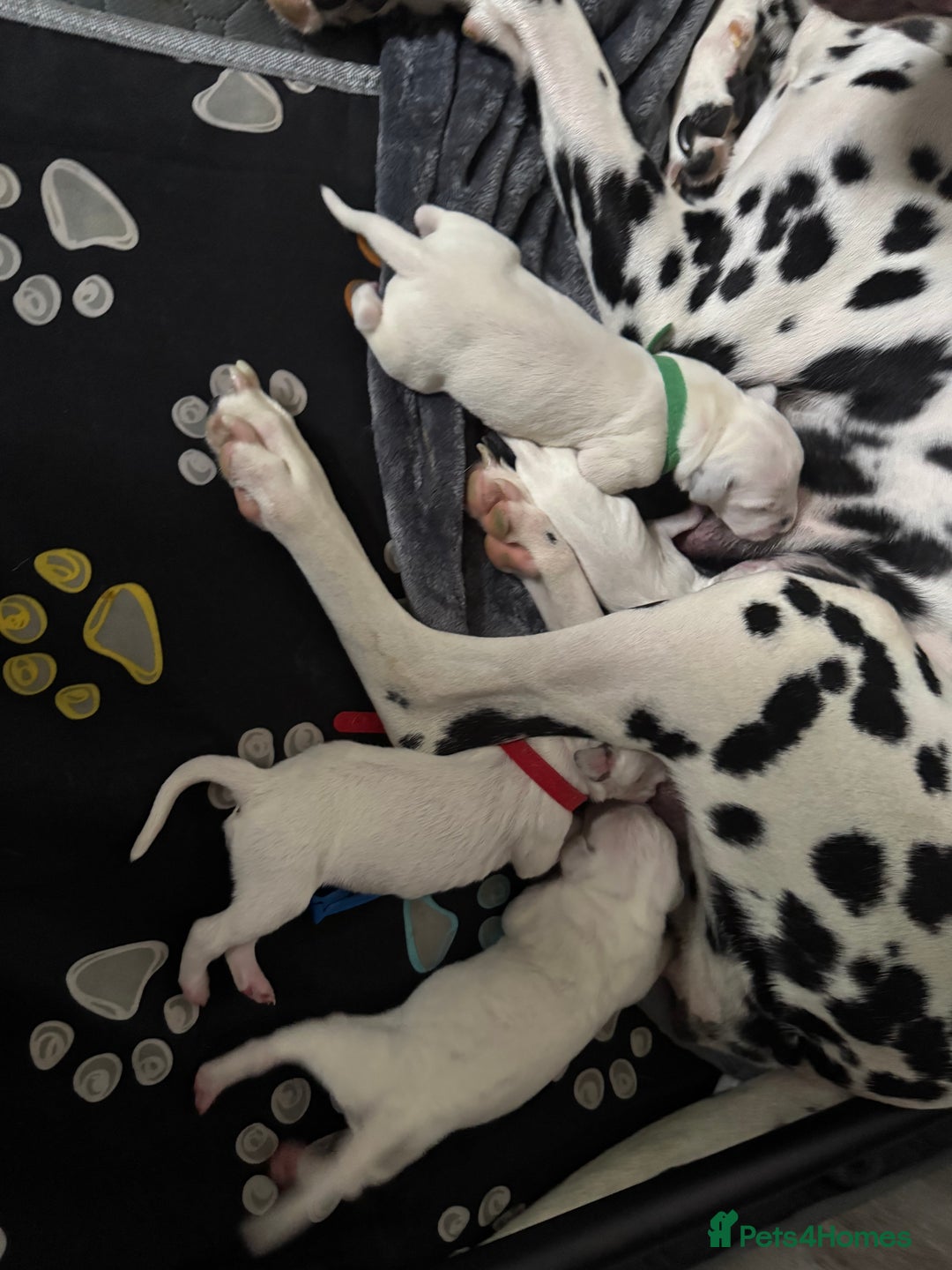 Dalmatian dogs for sale: KC Registered Dalmatian pups! - Advert 7