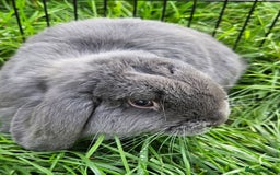 Mini Lop rabbits for sale: 💫💫💖Mini lop🐰🐰🐇🐇 - Image 1