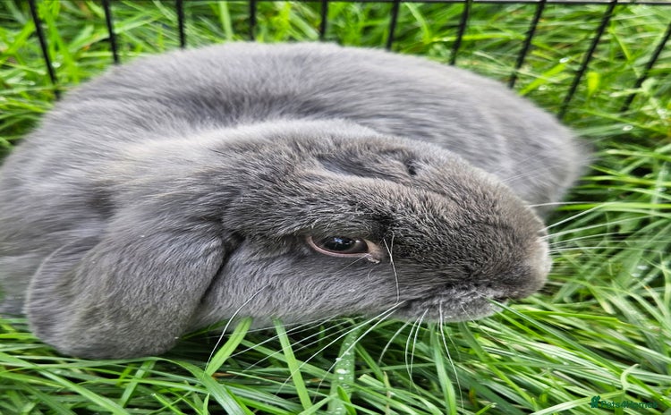 Mini Lop rabbits - Advert 7