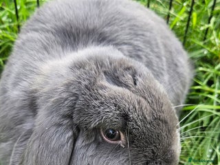 Mini Lop rabbits - Advert 28