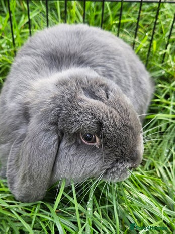 Mini Lop rabbits - Advert 15