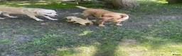 Labrador Retriever dogs for sale: Beautiful Labrador puppies  - Advert 2