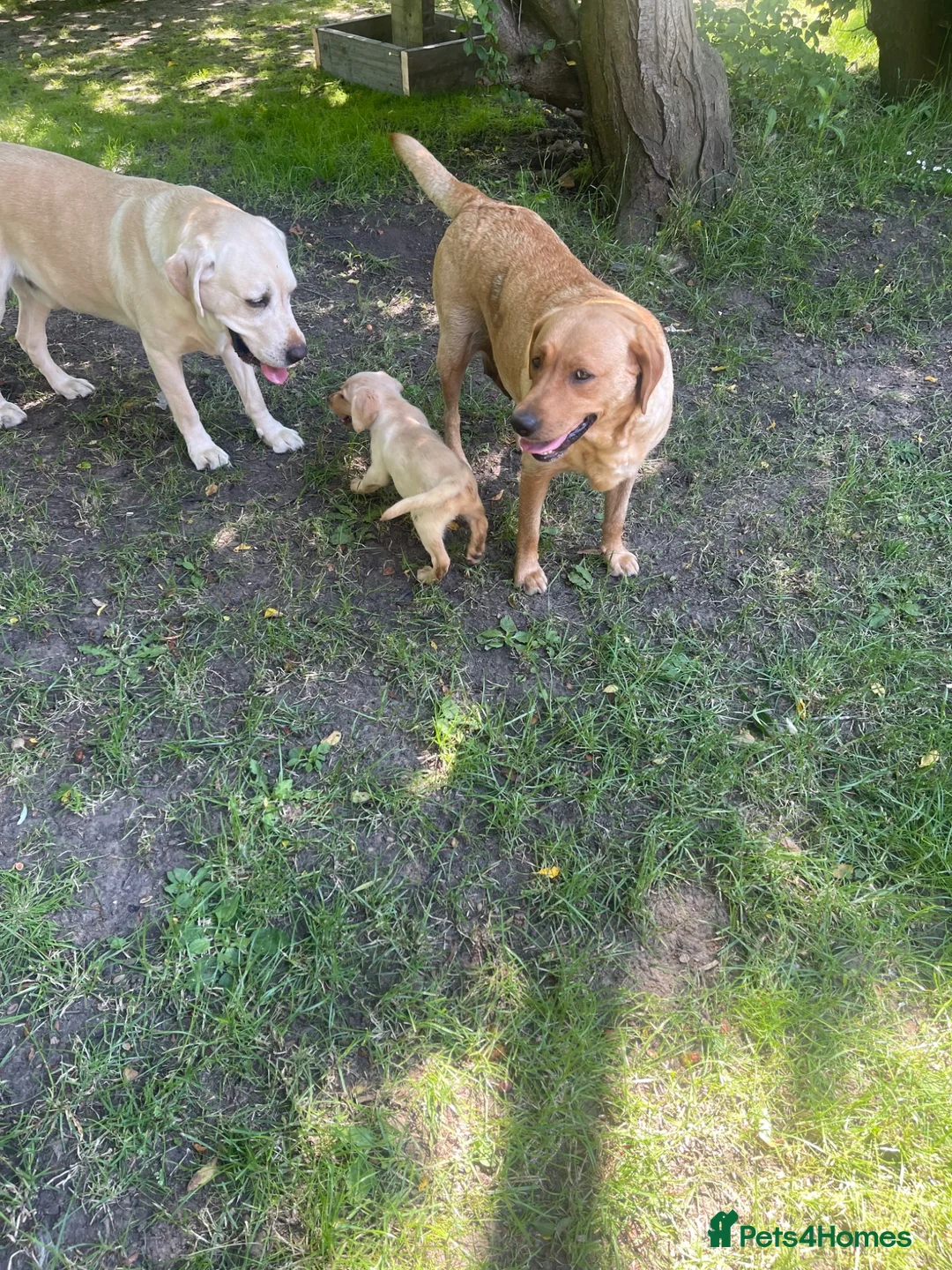 Labrador Retriever dogs for sale: Beautiful Labrador puppies  - Advert 2