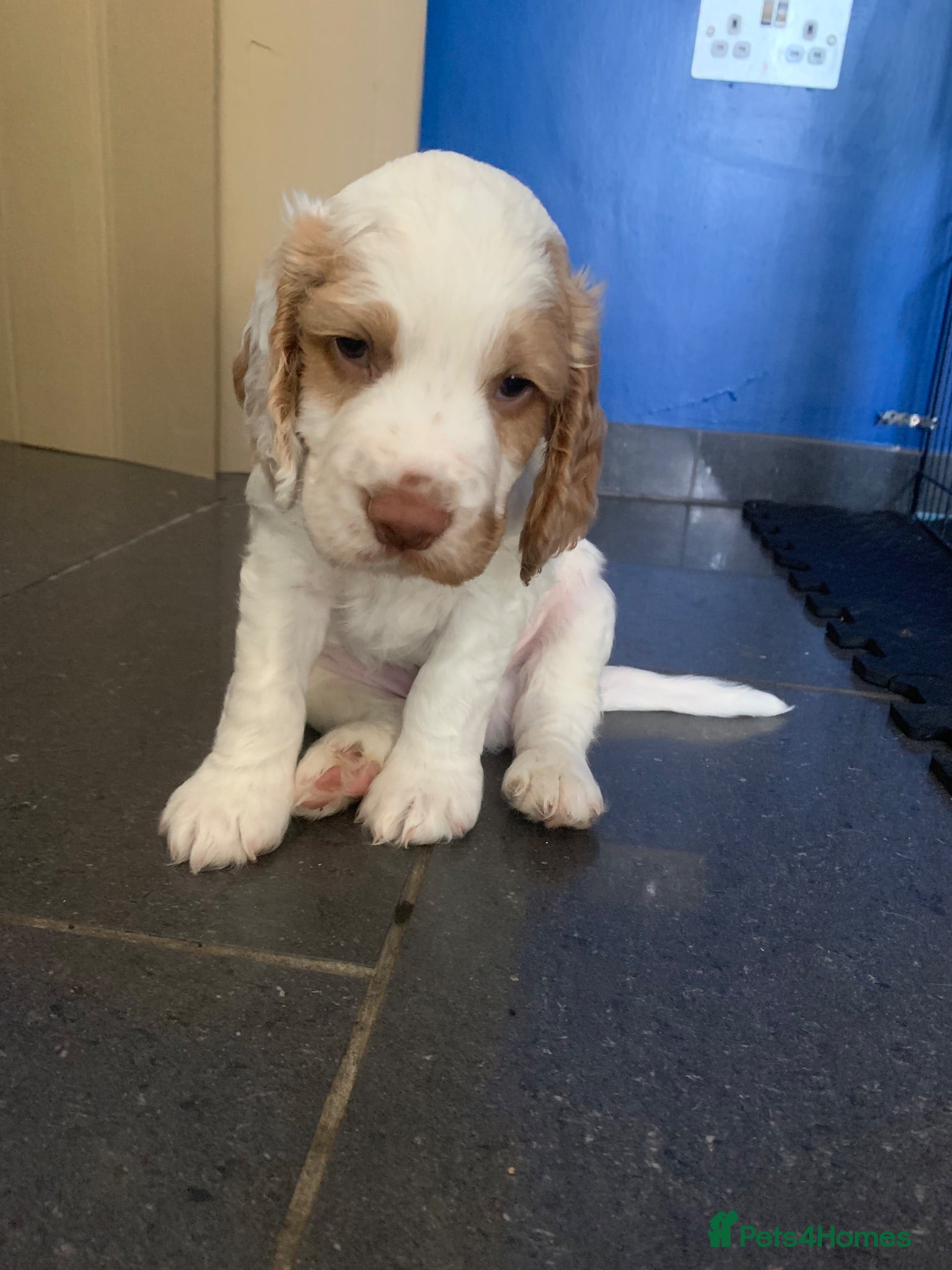 Cocker Spaniel dogs KC Excellent pedigree . Litter of 4 Handsome pups  - Advert 2