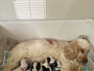 Cocker Spaniel dogs - Advert 1