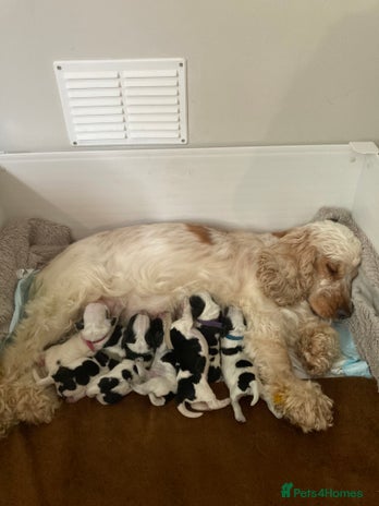 Cocker Spaniel dogs - Advert 11