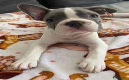 French Bulldog dogs for sale: REDUCED PRICE Female French bulldog puppy  - Image 2