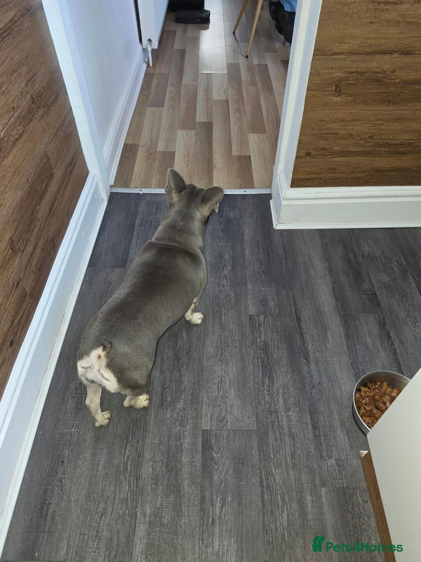French Bulldog dogs French bulldog  - Advert 2