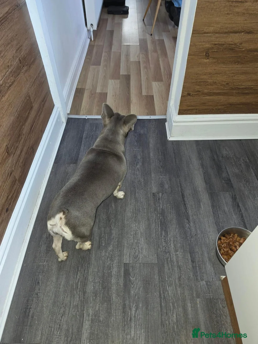 French Bulldog dogs for sale: French bulldog  - Advert 1