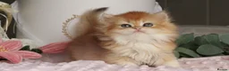 British Longhair cats for sale: Gorgeous Golden Chinchilla  - Advert 6
