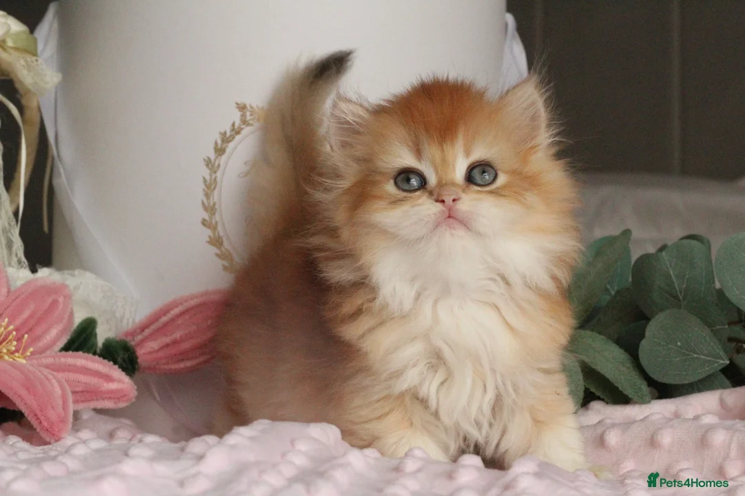 British Longhair cats for sale: Gorgeous Golden Chinchilla  - Advert 6