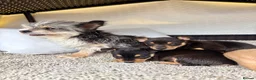 Mixed Breed dogs for sale: Jack Russell Cross Chorkie Puppies - Advert 3