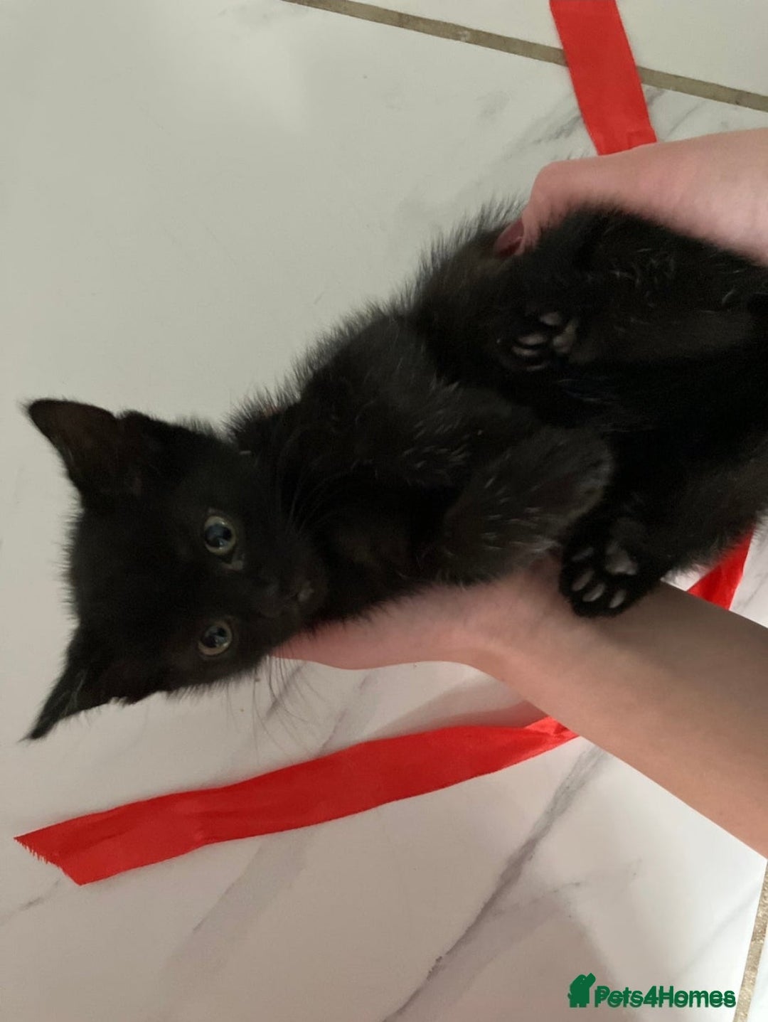 Mixed Breed cats for sale: URGENT LAST GIRL LEFT - Image 4