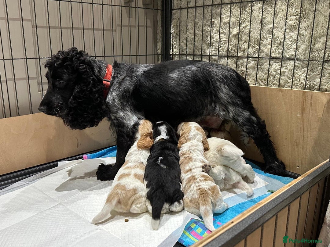 Cocker Spaniel dogs for sale: ✨ SHOW COCKER SPANIEL PUPPIES ✨ - Image 12