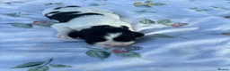 English Springer Spaniel dogs for sale: 9 beautiful springer puppies seeking forever home - Advert 9