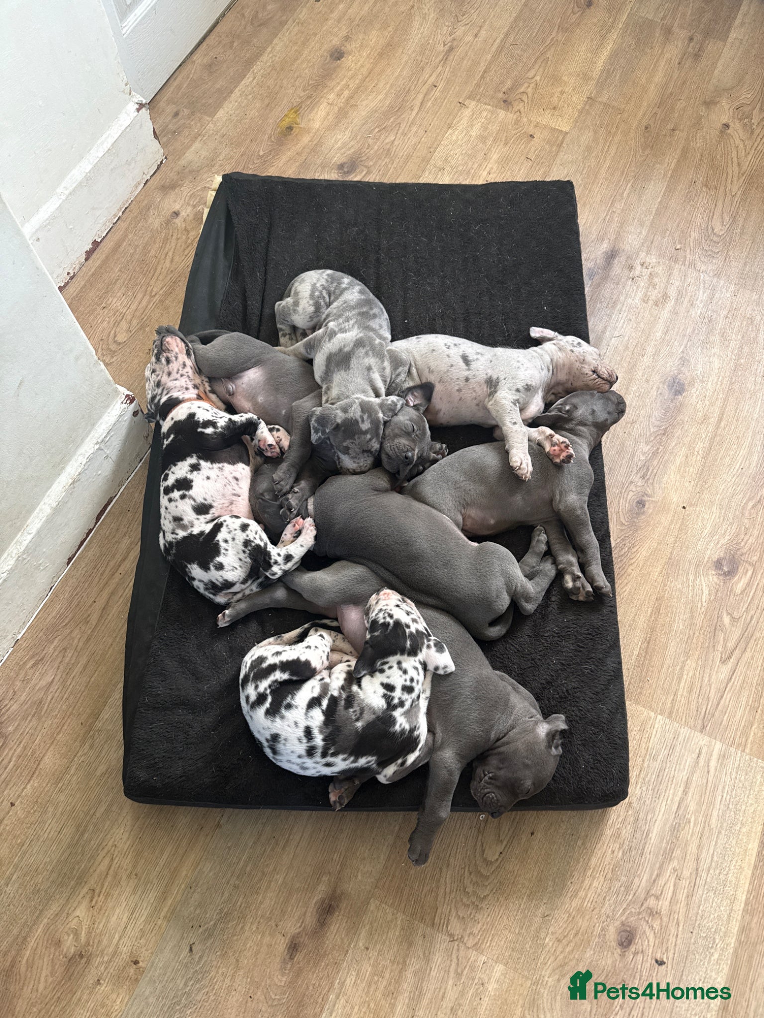 Great Dane dogs Beautiful litter Great Dane pups  - Advert 5