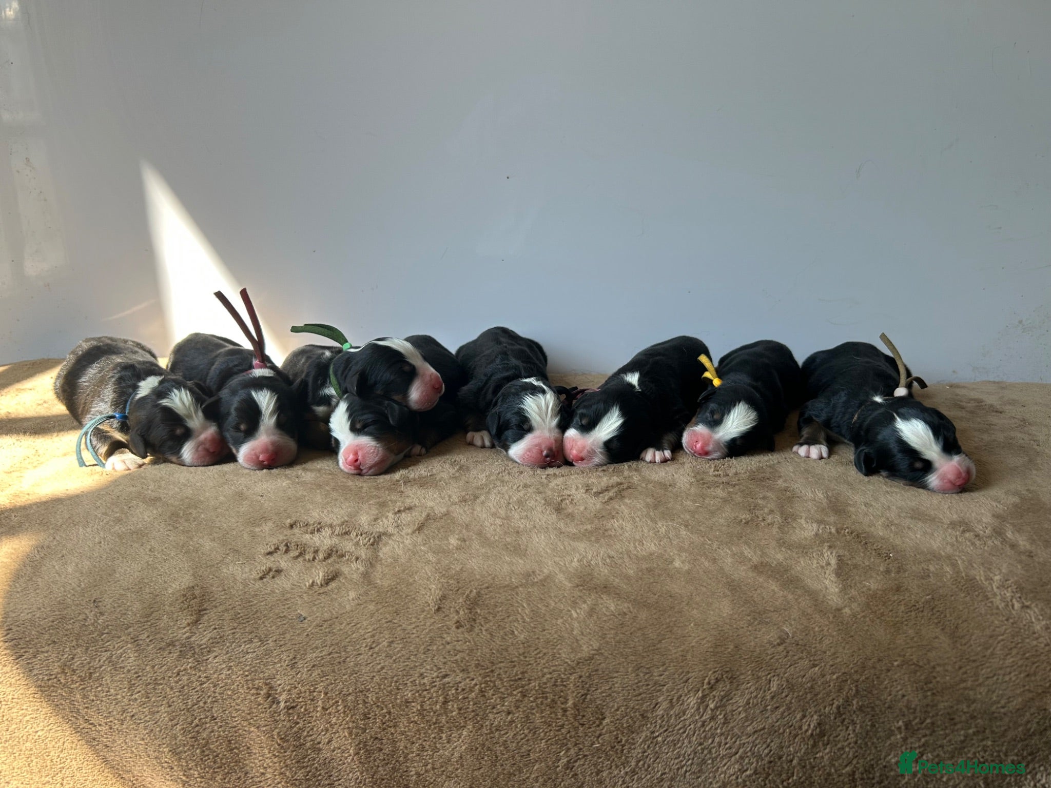 Bernese Mountain Dog dogs KC Bernese Mountain Dogs ❤️ - Advert 5
