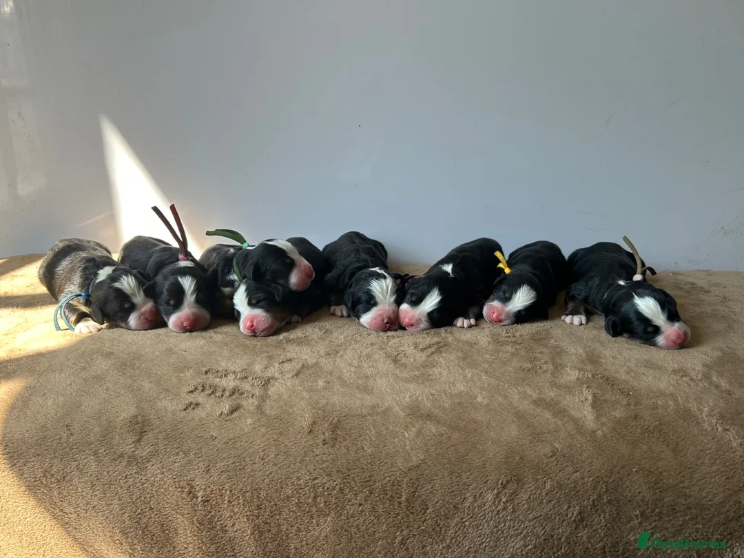 Bernese Mountain Dog dogs for sale: KC Bernese Mountain Dogs ❤️ - Advert 1