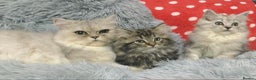 Persian cats for sale: Persian kittens - Advert 2