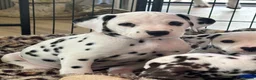 Dalmatian dogs for sale: Exceptional Litter. 2 Boys Remaining  - Advert 35