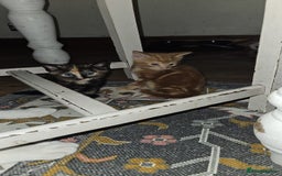 British Shorthair cats for sale: Kittens for loving home!  - Image 4