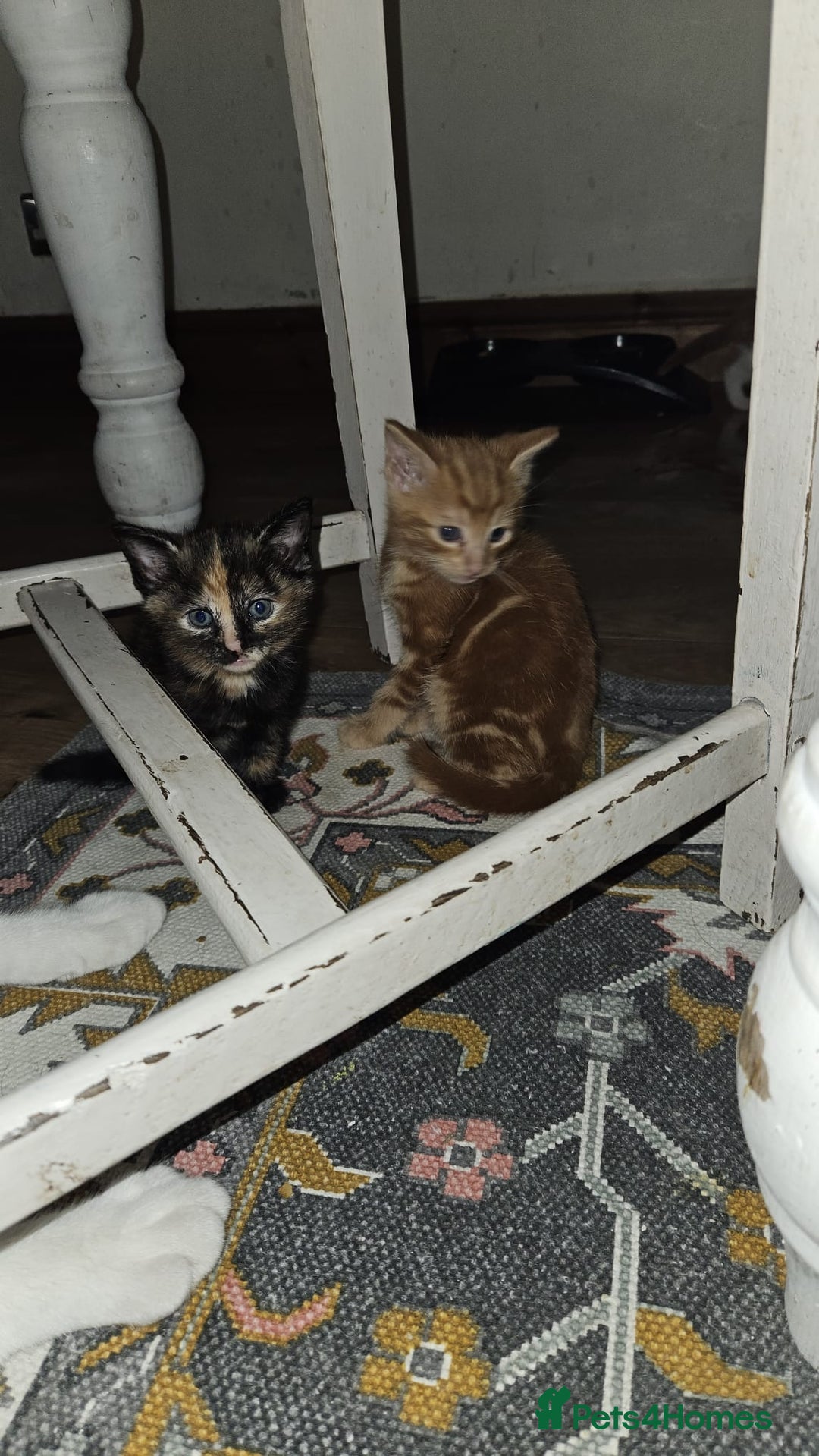 British Shorthair cats for sale: Kittens for loving home!  - Image 4