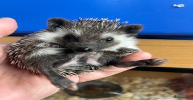Pygmy Hedgehog rodents - Advert 1