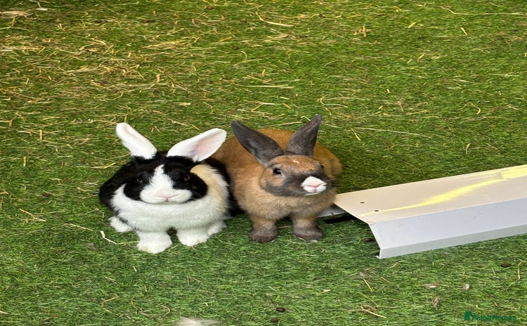 Dutch rabbits - Advert 1