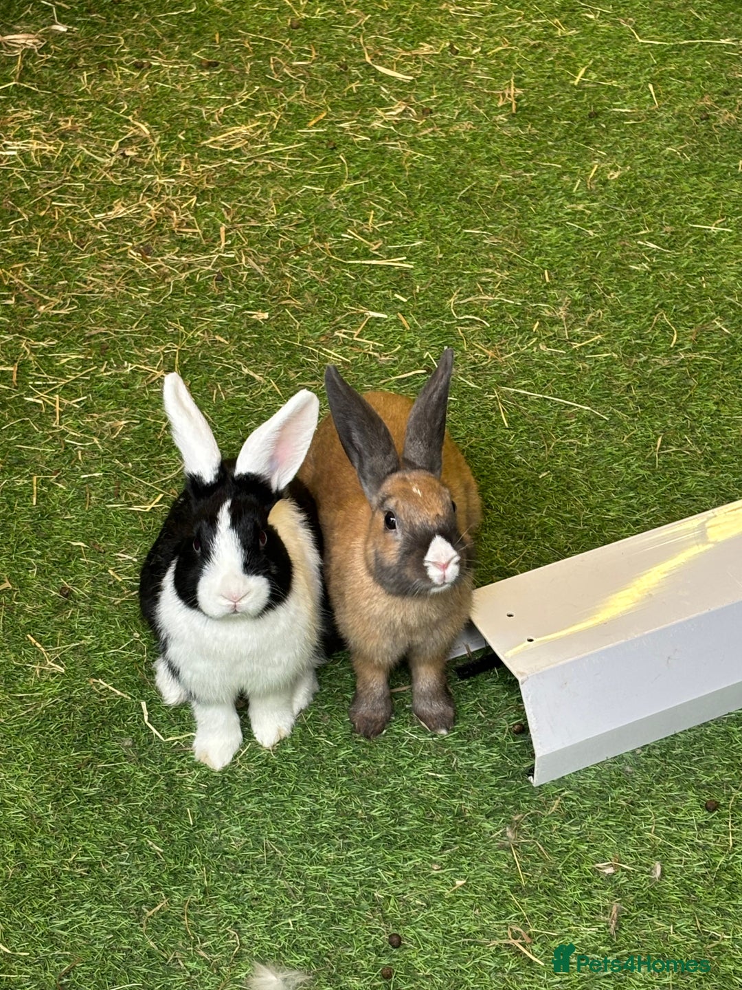 Dutch rabbits for sale: 2 female rabbit sisters  - Image 1