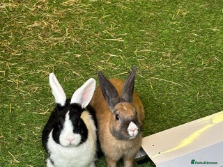 Dutch rabbits for sale - Advert 1