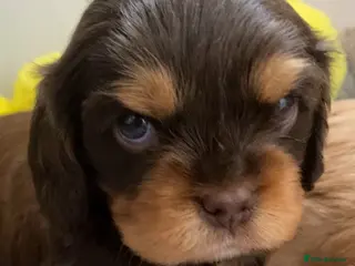 Cavalier King Charles Spaniel dogs Solid Chocolate and Tan Boy 🤎 - Advert 18