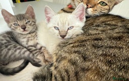Bengal cats for sale: Beautiful boy remaining ready to go  - Image 15