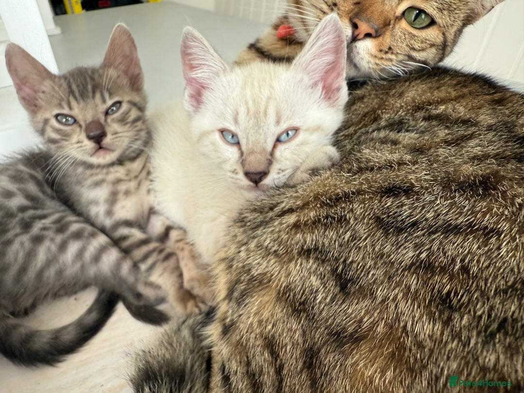Bengal cats for sale: Beautiful boy remaining ready to go  - Image 15
