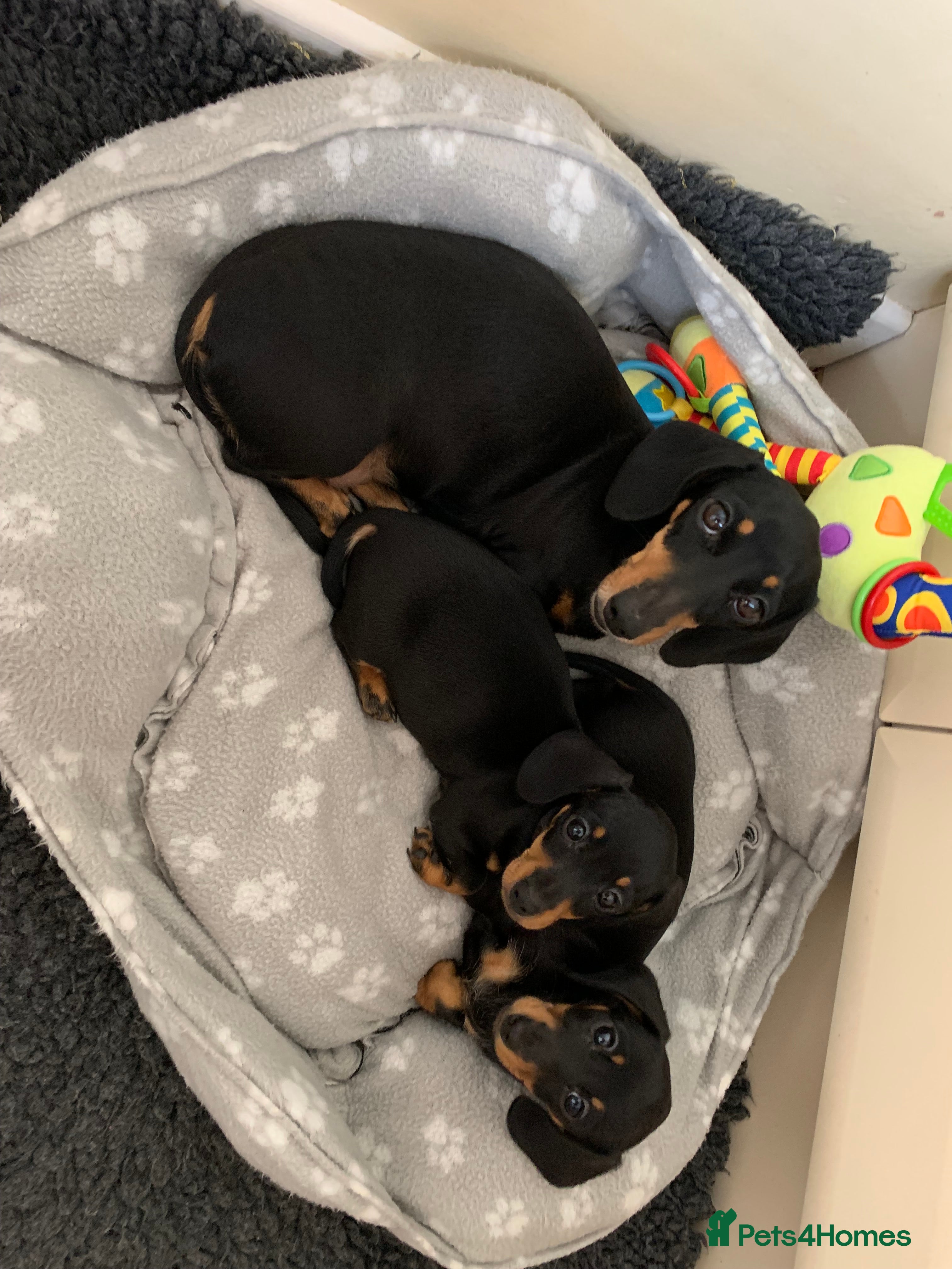 Miniature Dachshund dogs KC registered quality true miniature dachshunds  - Advert 1