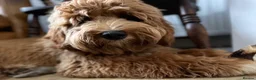 Australian Labradoodle dogs for stud: Pure Australian health tested in Bedford - Advert 1