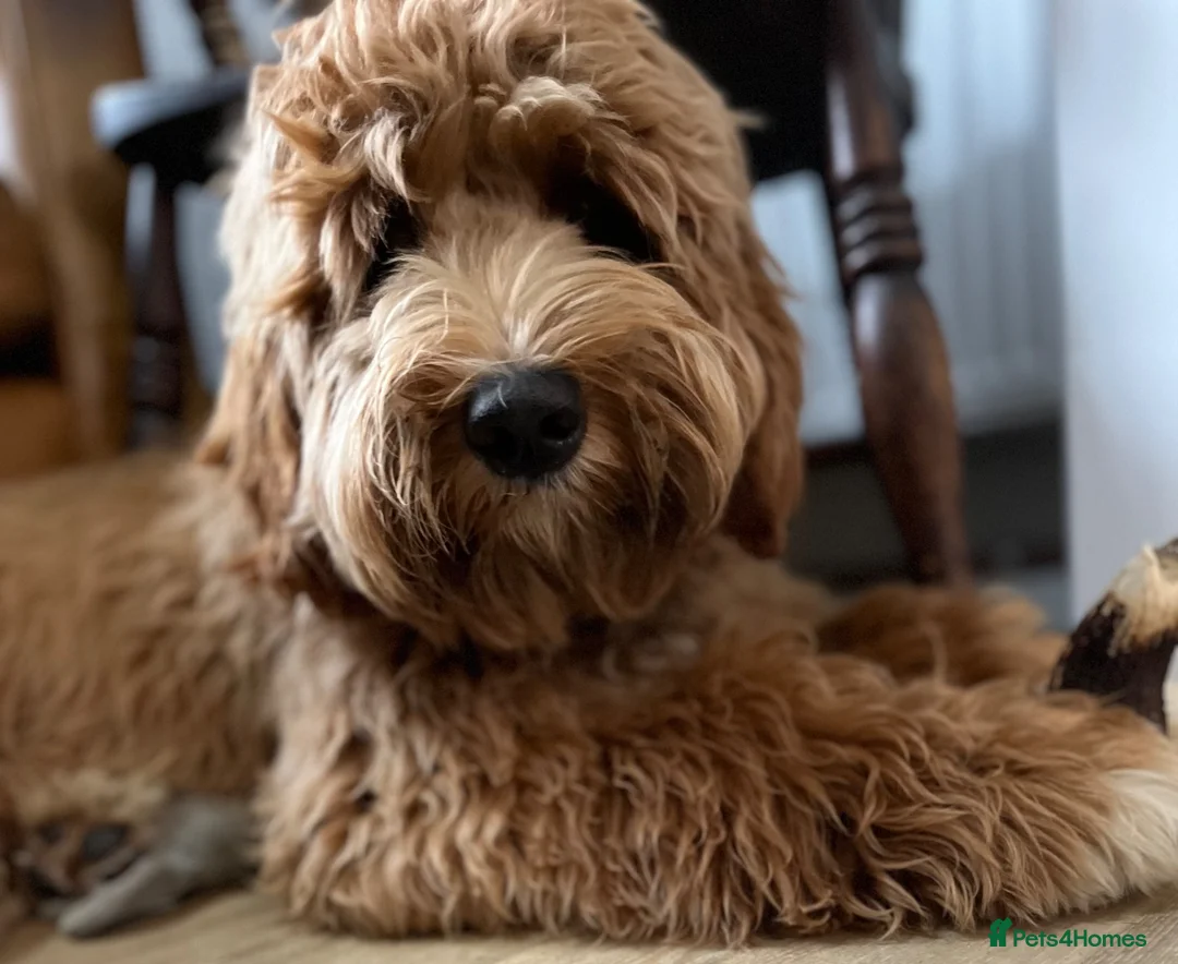 Australian Labradoodle dogs for stud: Pure Australian health tested in Bedford - Advert 1