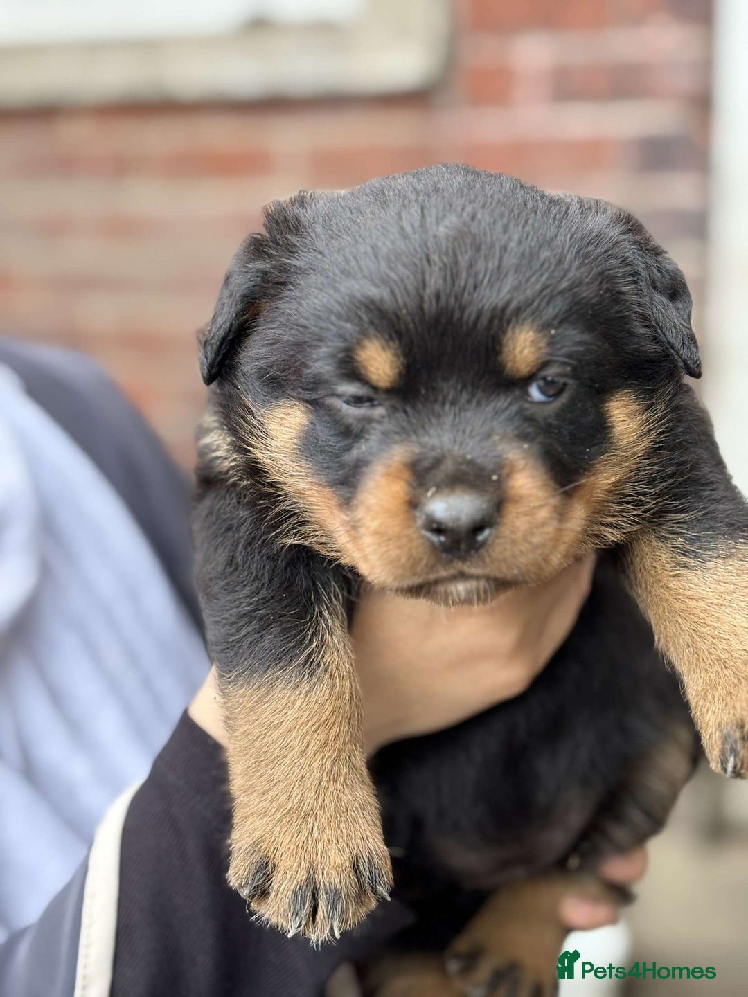 Rottweiler dogs for sale: 5 chunky pure pedigree Rottweiler pups - Image 15