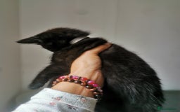 Bombay cats for sale: 6 beautiful Bombay kittens  - Image 1